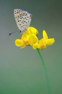 Common blue butterfly (Polyommatus icarus) , lateral, Lower Saxony, Germany, Europe