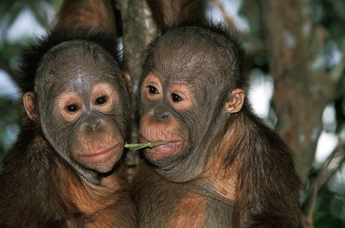 ORANG UTAN (pongo pygmaeus), PORTRAIT OF BABIES, BORNEO
