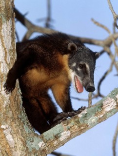 Ringtailed Coati or Coatimundi (nasua nasua), Adult perched in Tree, Pantanal in Brazil