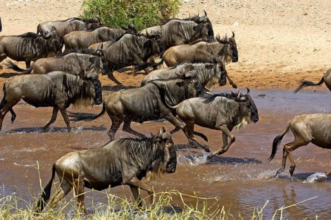 Blue wildebeest (connochaetes taurinus), herd crossing a river during migration, Masai Mara Park,
