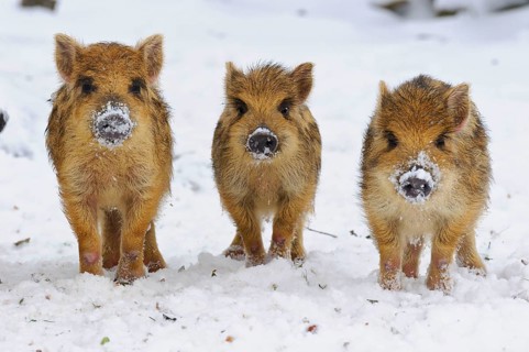 Wild boars (Sus scrofa) Freshmen