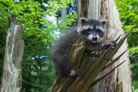 Raccoon (Procyon lotor) , Young animal, Lower Saxony, Germany, Europe