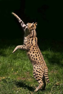 Serval (leptailurus serval), adult chasing bird