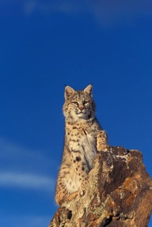 BOBCAT (lynx rufus), ADULT STANDING ON ROCK, CANADA