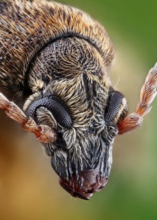 Head of a Bean weevil (Bruchinae)
