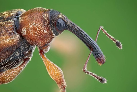 4 mm large weevil (Dorytomus)