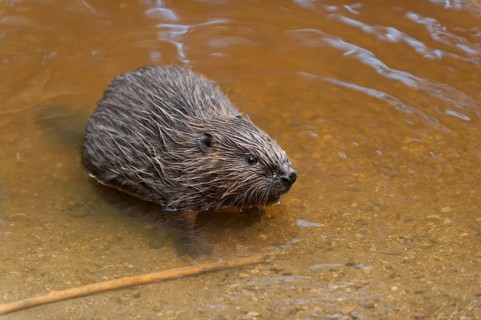 European beaver (Castor fiber), juvenile, Rosenheim, Bavaria, Germany, Europe