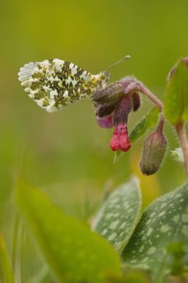 Orange tip (Anthocharis cardamines), Rhineland-Palatinate, Germany, Europe