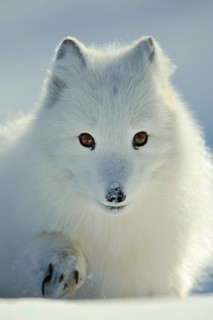 Arctic fox (Alopex lagopus) (Vulpes lagopus)