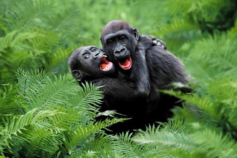 Young Western Gorillas (Gorilla gorilla gorilla)