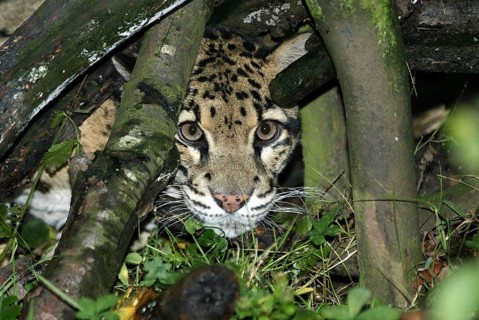 Clouded Leopard (neofelis nebulosa), Adult camouflaged behing Tree