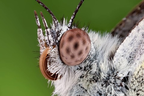 Head of a butterfly, cabbage white, close-up