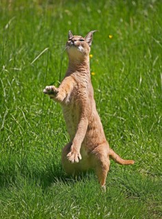 Caracal (caracal caracal), Adult on Hind Legs, Hunting