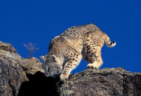 Bobcat (lynx rufus), Adult on Rocks, Canada, North America