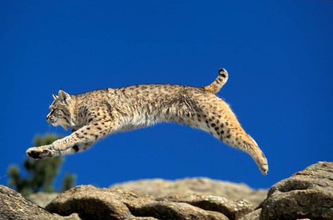 BOBCAT (lynx rufus), ADULT LEAPING ON ROCKS, CANADA