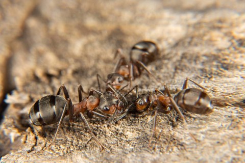 Red wood ant in early spring