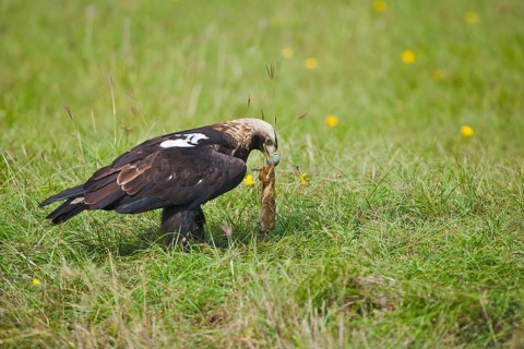 Eastern Imperial Eagle (Aquila heliaca) with prey, Suslik (Citellus citellus), Marchauen, Lower