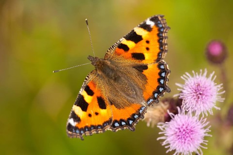 Small tortoiseshell (Aglais urticae) Rhineland-Palatinate, Germany, Europe