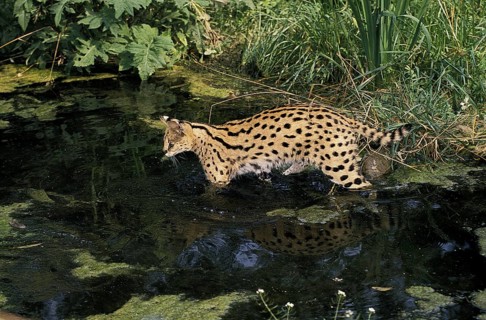 Serval, servals (leptailurus serval) predators, mammals, animals, Adult entering Water