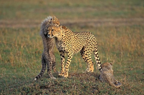 CHEETAH (acinonyx jubatus), FEMALE PLAYING WITH CUB, KENYA