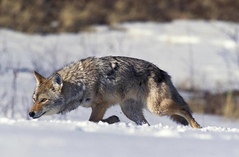 Coyote (canis latrans), Adult walking on Snow, Montana