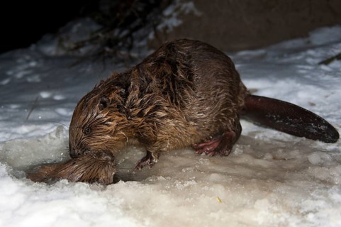 European beaver (Castor fiber), Rosenheim, Bavaria, Germany, Europe
