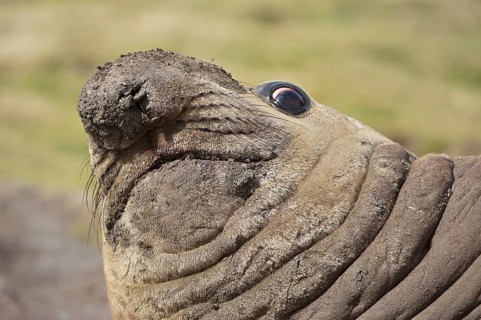Southern elephant seal (Mirounga leonina), St Andrews Bay, South Georgia, Elephant Seal