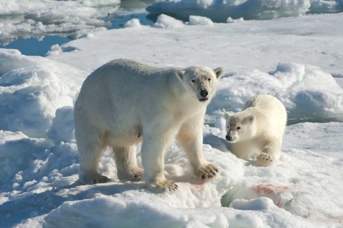 Polar bear (Thalassarctos maritimus), female and young, Spitsbergen, Svalbard Archipelago, Barents