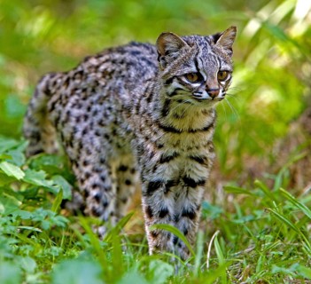 Tiger Cat or Oncilla (leopardus tigrinus), Adult on Grass