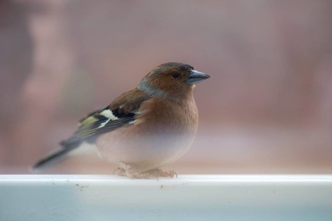 A chaffinch in side view sitting on a railing
