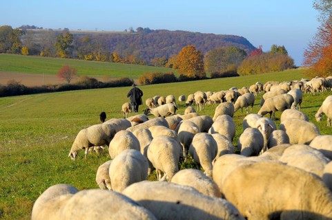 Landscape : Swabian Alb Flock of sheep in autumn on pasture, with shepherd, domestic sheep (Ovis