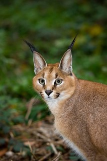 Portrait of Caracal (caracal caracal)