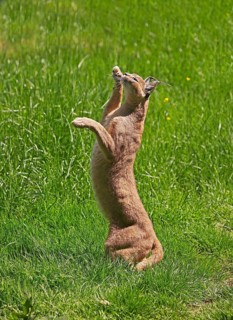 caracal (CARACAL caracal) ADULT HUNTING, STANDING ON HIND LEGS
