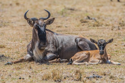 Wilderbeast, Gnu (Connochaetes taurinus)