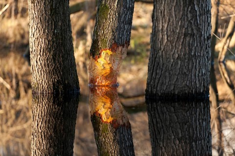 Tree gnawed by beaver, Rosenheim, Bavaria (Castor fiber), Germany, Europe