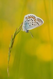 Silver-studded blue (Plebejus argus) male, North Rhine-Westphalia, Germany, Europe