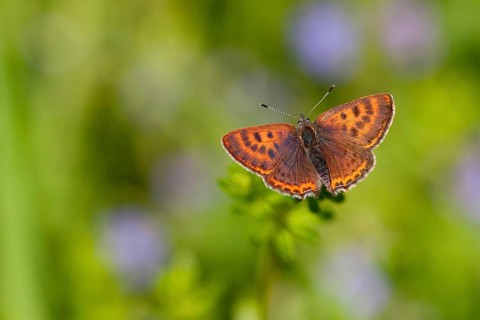 Lycaena helle (Lycaena helle), female, Rhineland-Palatinate, Westerwald, Germany, Europe