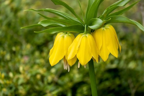 Kaiser's crown (Fritillaria imperialis), yellow-flowering, Münsterland, North Rhine-Westphalia