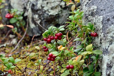 Ripe red berries of a cowberry close up in bright sunlight