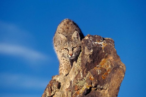 BOBCAT (lynx rufus), ADULT CAMOUFLAGED ON ROCK, CANADA