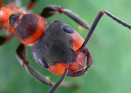 Head and thorax of a Formica pratensis (Formica pratensis)