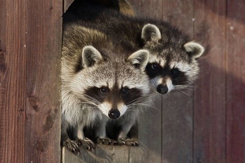 Raccoons (Procyon lotor), Germany, Europe
