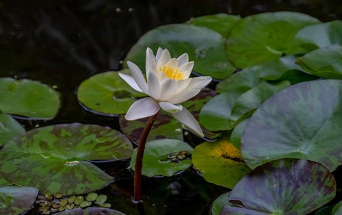 European white water lily (Nymphaea alba)