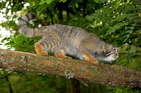 Manul or Pallas's Cat (otocolobus manul), Adult walking on branch