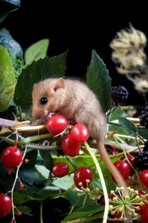 Common Dormouse (muscardinus avellanarius), Adult standing on Branch with Blackberries and Red