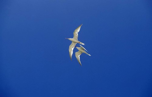 Arctic tern (sterna paradisaea), adult in flight against blue sky, Australia, Oceania