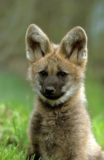Maned wolf (chrysocyon brachyurus), portrait of a young animal