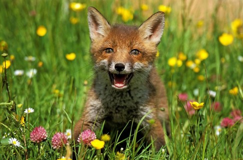 Red Fox (vulpes vulpes), Cub in Flowers, Normandy