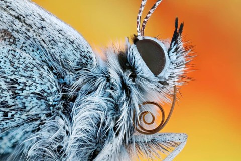 Butterfly Common blue butterfly (Polyommatus icarus) in side view