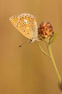 Common blue butterfly (Polyommatus icarus) Germany